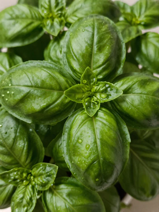 Dried basil and ground basil powder on a wooden surface