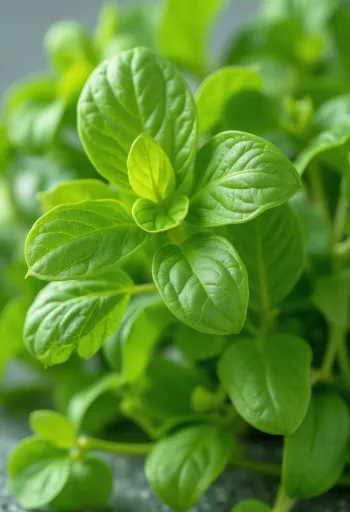 Fresh sorrel leaves on a wooden cutting board in a kitchen setting